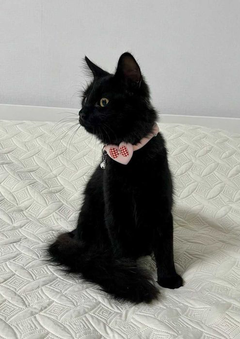 Котенок 8 месяцев (стерил) мальчик