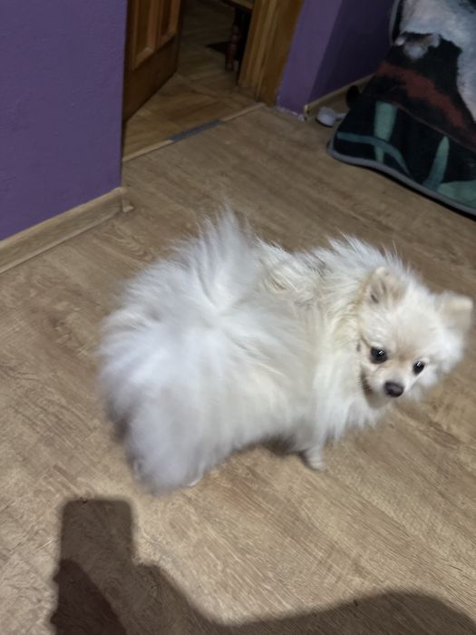 Szpic miniaturowy  rodowód śliczna do rezerwacji