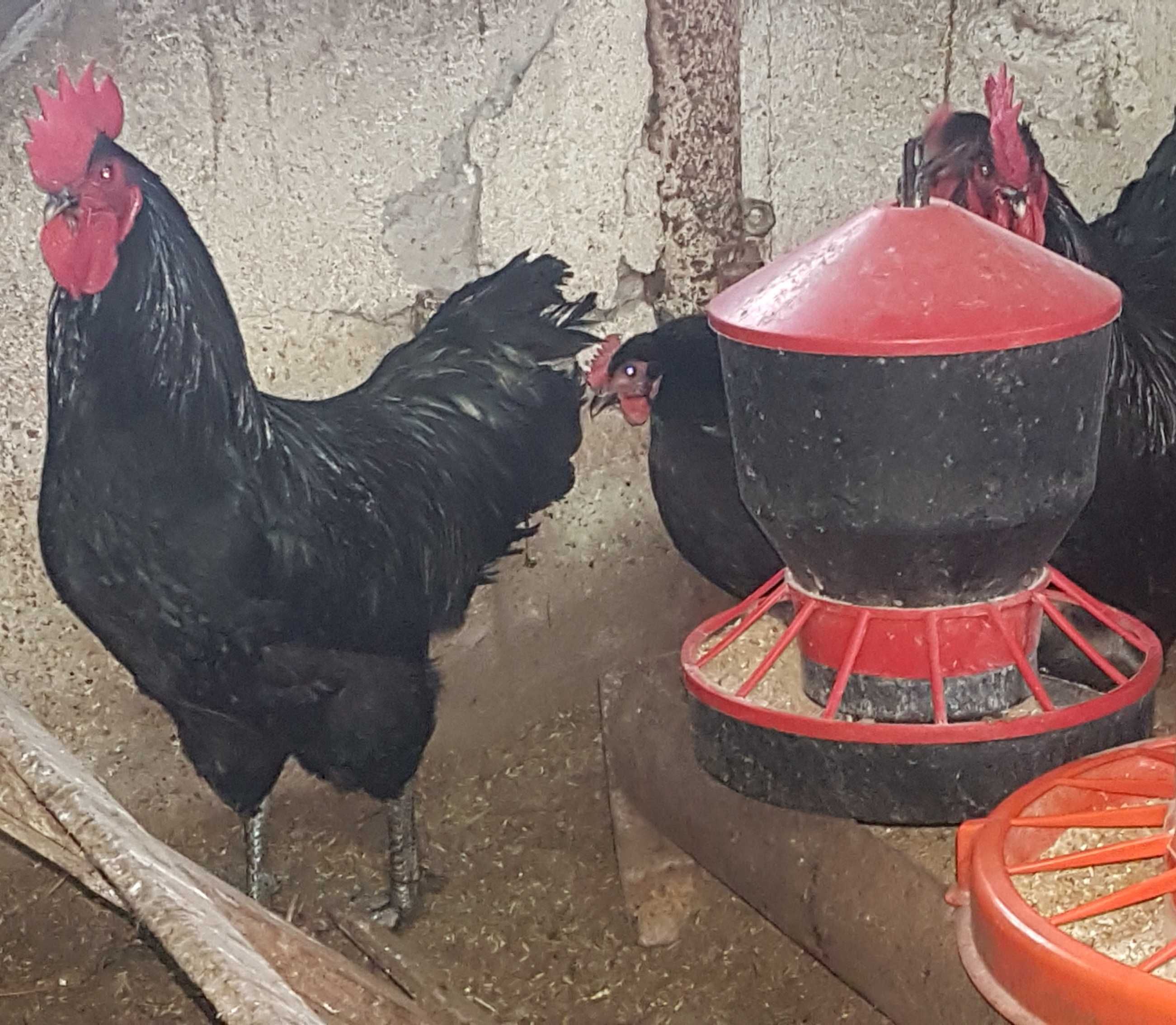 australorp-  jajka lęgowe, koguty