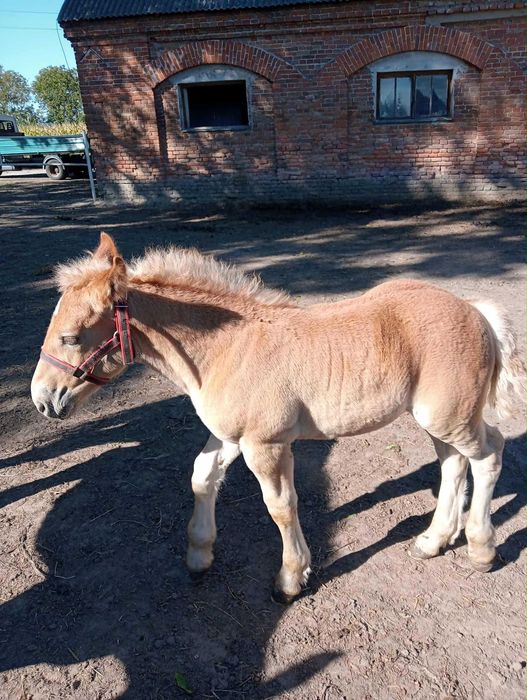 Ogier Sokólski-zimnokrwisty