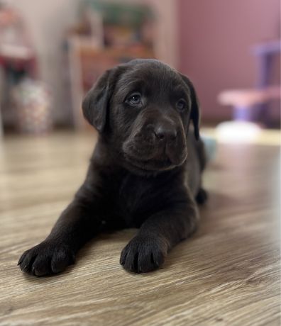 Szczeniak Labrador Retriever obroza nr 1