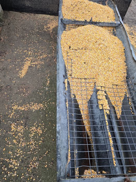 Suszarnia mobilna kukurydzy 14 ton GAZ (OLEJ), ESMA Pedrotti, Mascar,