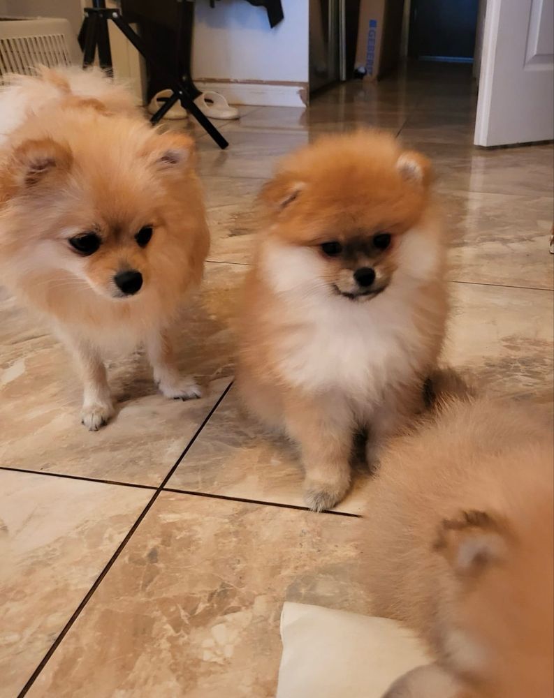Szpic miniaturowy pomeranian xs miś piesek sable puszysty