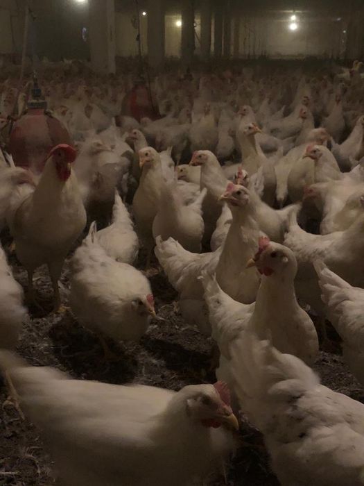 Nioski Lohmann Sandy! Super Nioski 20 tygodni! Wysylka!