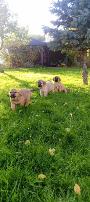 Oddam suczki w dobre ręce