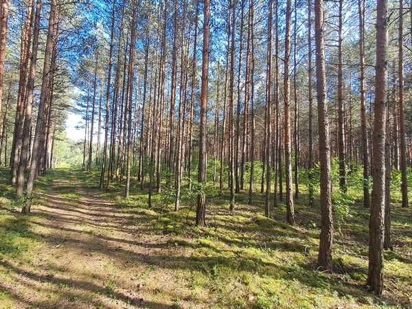 Sprzedam działkę, LAS