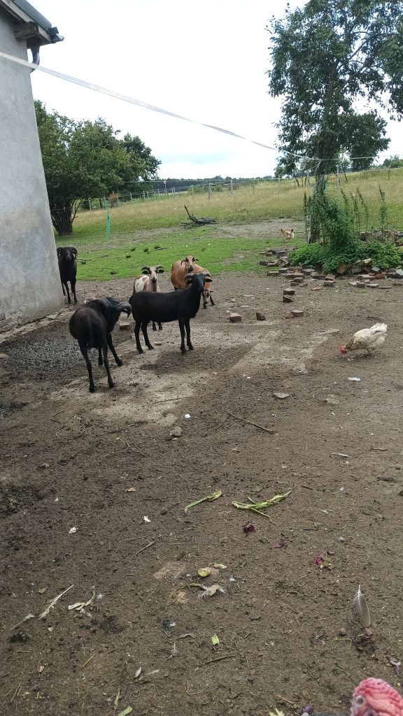 Sprzedam owce całe stado