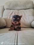 Yorkshire ( macho) miniatura