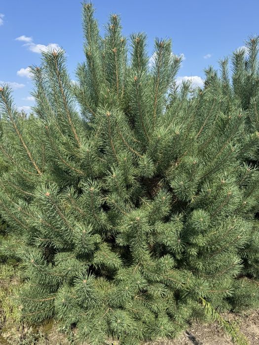 Sosna Pospolita z bryłą z plantacji, o wysokości 2-3m Sadzenie Transpo