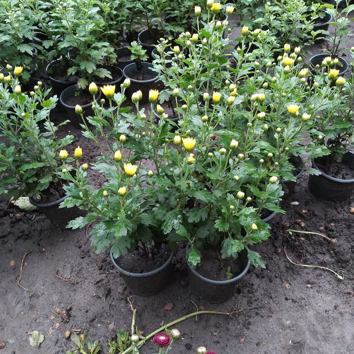 Хризантема мультифлора