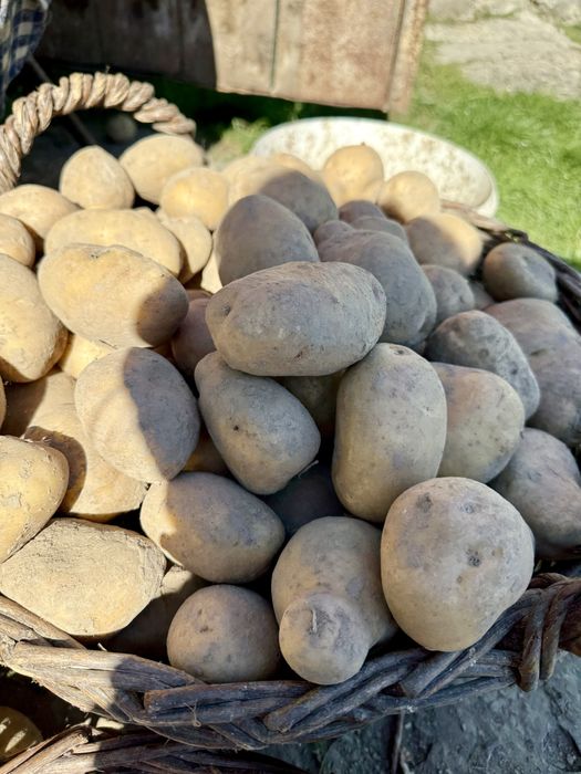 Продам картоплю «Тайфун» з власного городу