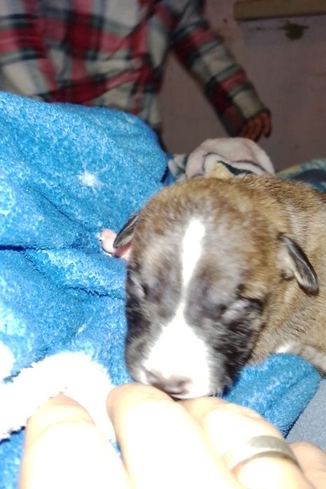 Продажа щенков амстафа