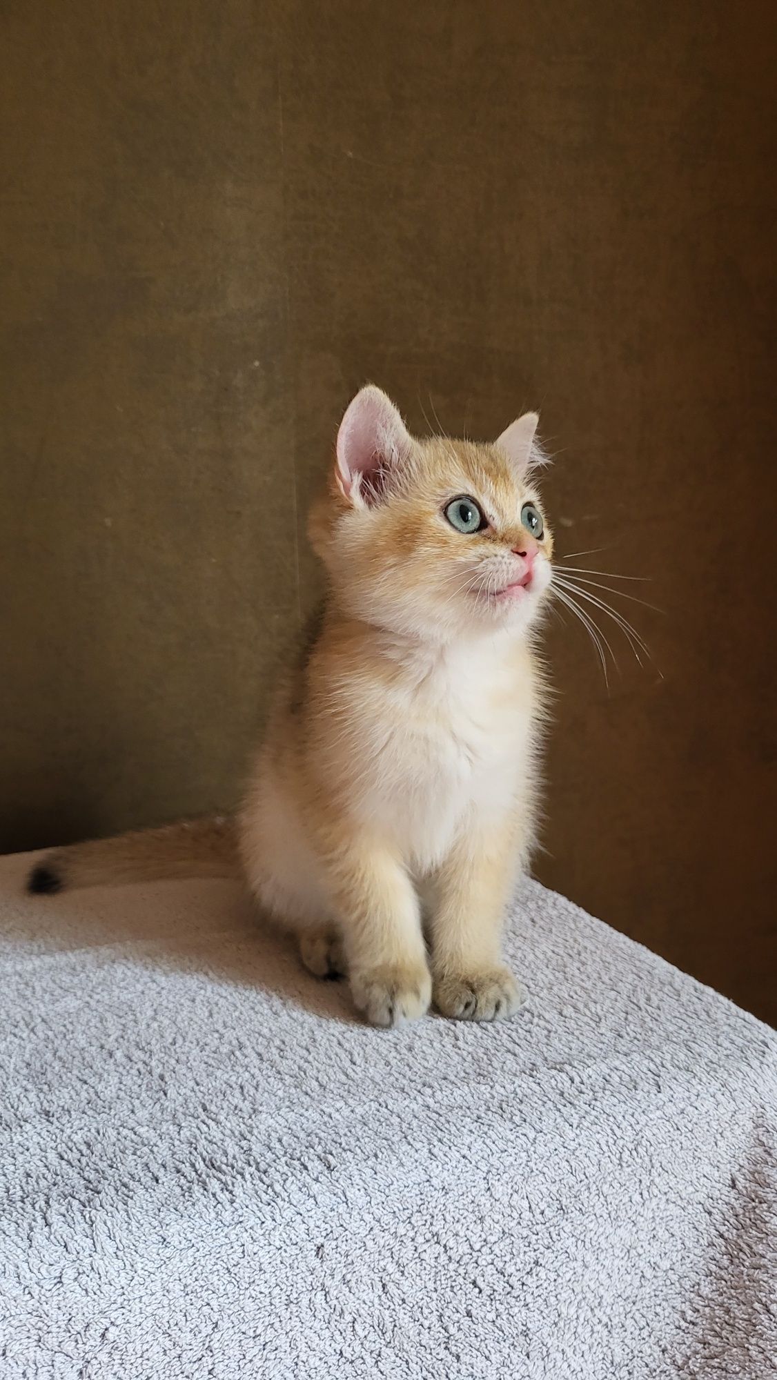 Британець, кумедний золотий хлопець