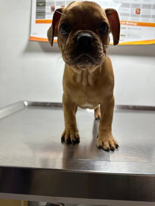 Французький бульдог