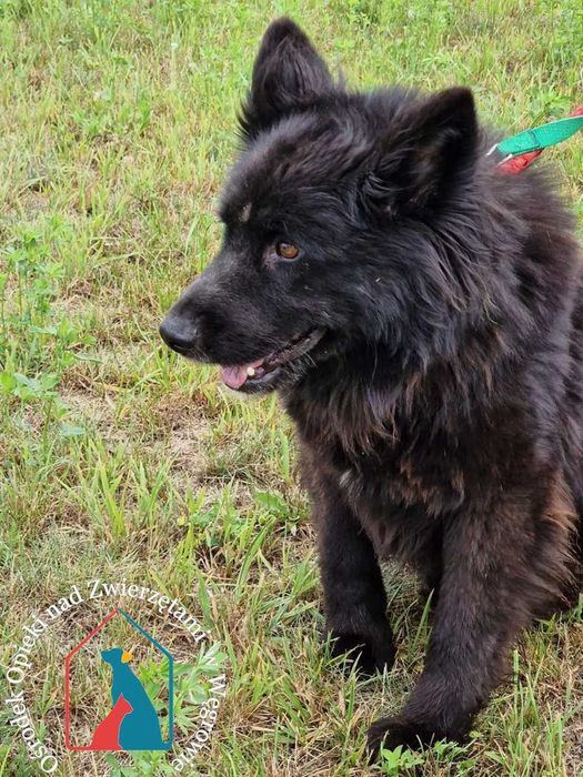 Piesek Largo szuka domu