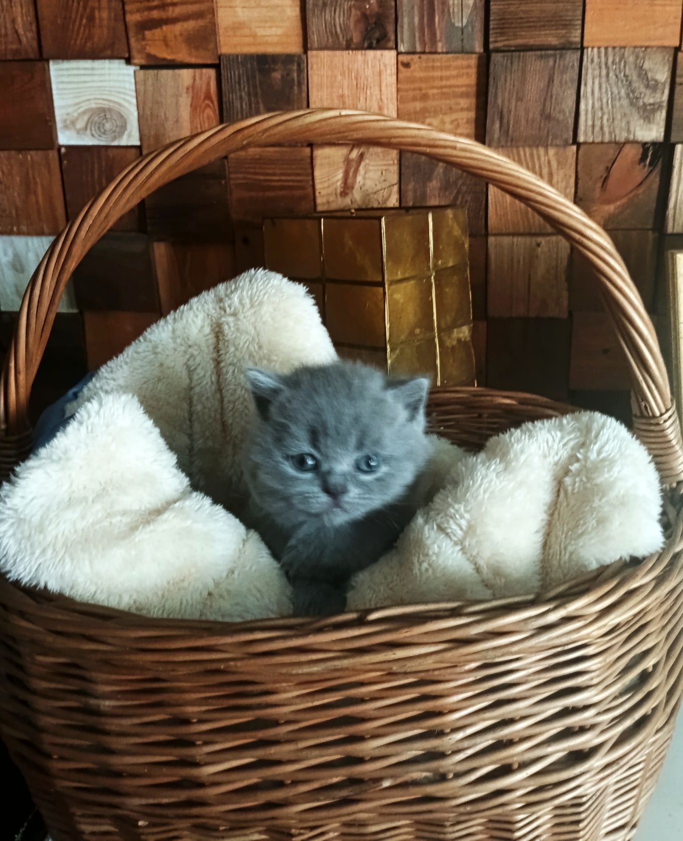 Kocurek brytyjski niebieski