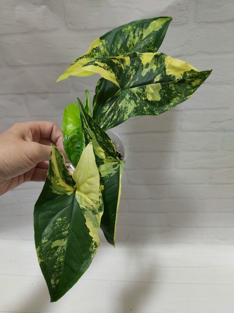 Сингониум Podophyllum Ayrea var.
