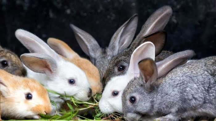Coelhos para criação