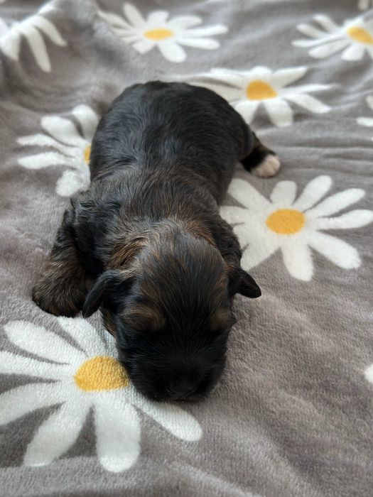 Cudny Hawańczyk samiec CZARUŚ :)