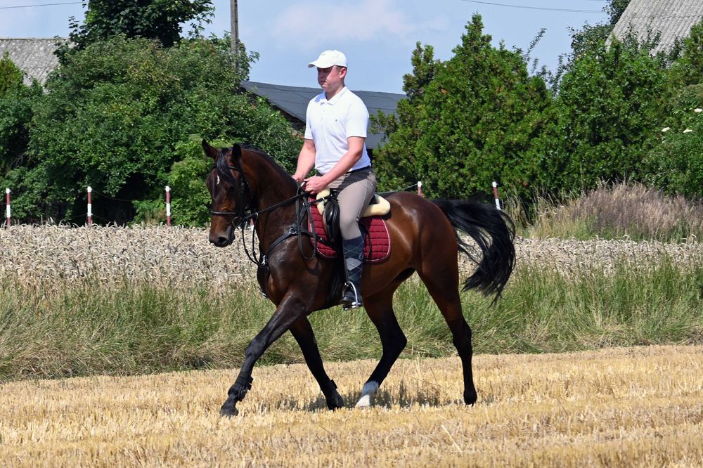 Gniada klacz wlkp po hol. / zaźrebiona