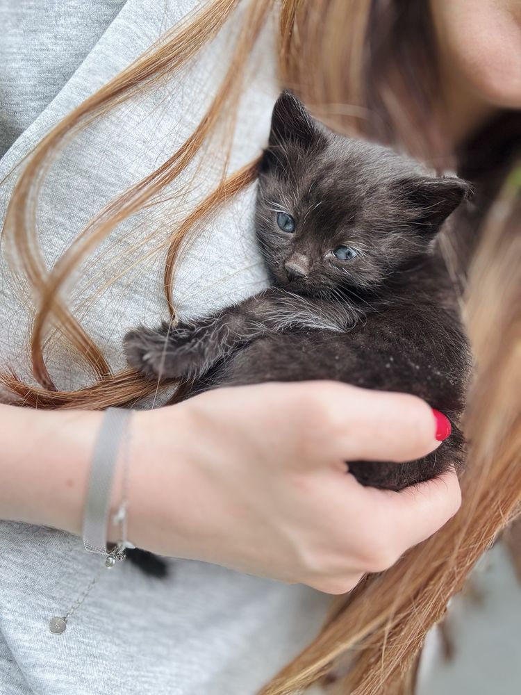 Котенок мальчик  бесплатно . Черные с голубыми глазами