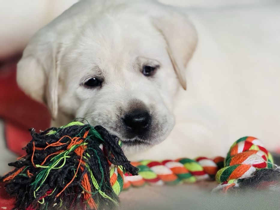 Цуценята лабрадора від титулованих батьків!