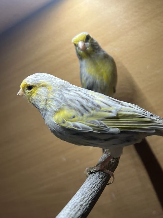 Kanarek Agat opal mozaika żółta