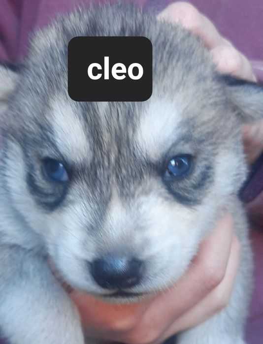 Szczeniaki z rodowodem