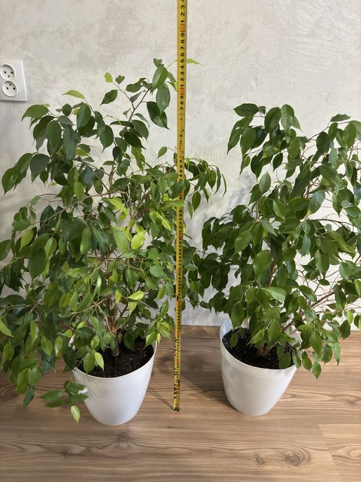 Фикус Бенджамина