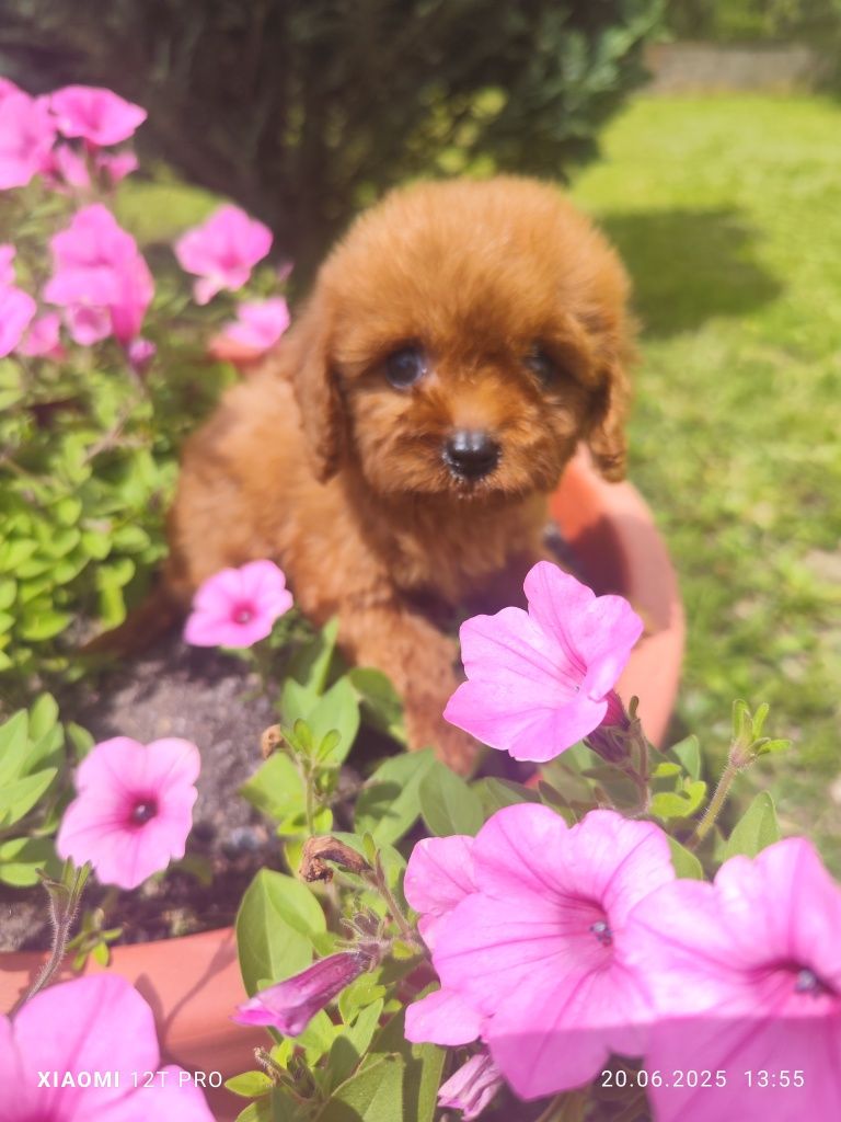 Cavapoo F1 urocza dziewczynka