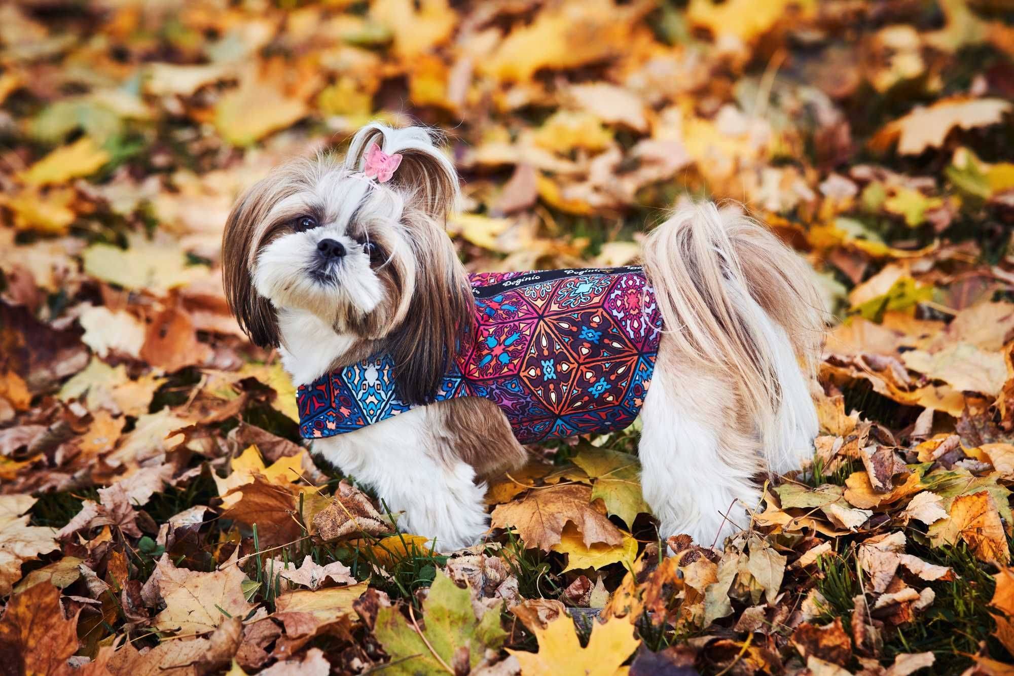 Nowa Szelko-Kamizelka ocieplana dla psa Doginio szelki dla psa ubranko