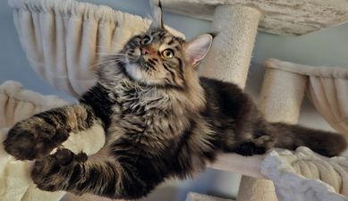 Maine Coon reproduktor FPL