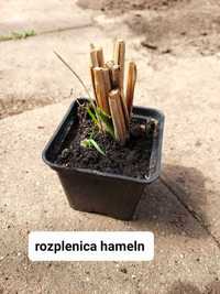 Rozplenica Hameln pakiet 5 szt