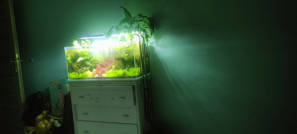 Akwarium full opti white 80x35x35 eheim chichiros co2