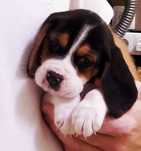 Beagle Tricolor! Pieski i suczki z rodowodem i paszportem.