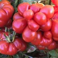 vendo sementes tomate do viajante bio