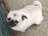 Pug Carlin Fêmea