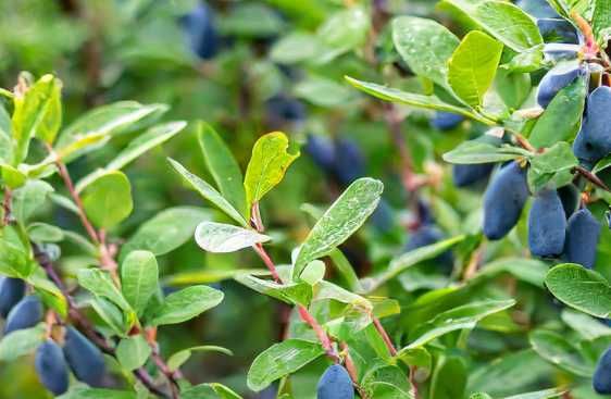 Sadzonki jagoda kamczacka 6 letnia Wojtek i Zojka
