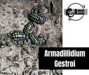 Isopody Armadillidium Gestroi
