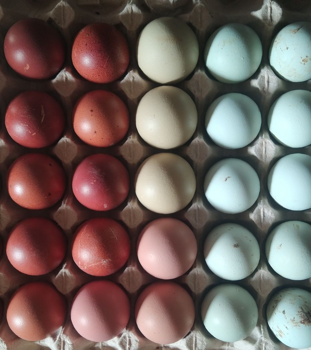 Інкубаційне яйце "великодніх курей", Маран, Амераукана, помісні