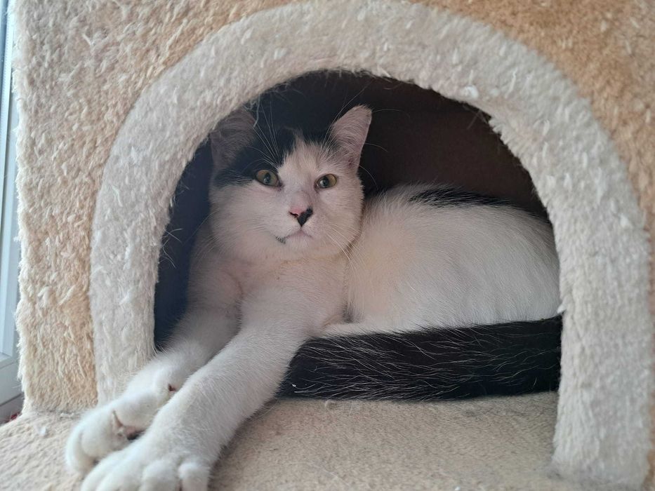 Kociaki  szukają domów -grzecznościowo -aktualne-transport