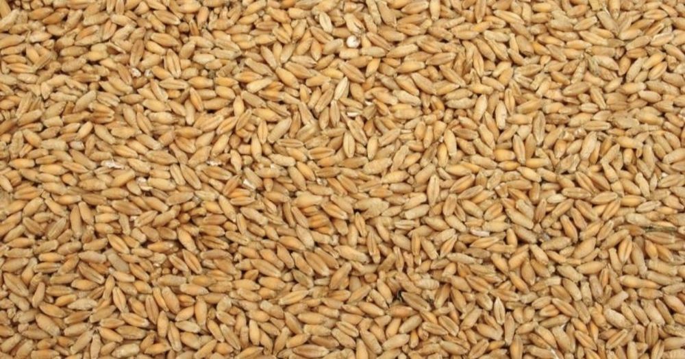 Sprzedam pszenżyto tegoroczne