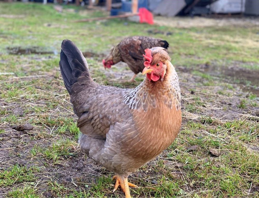 Galinhas poedeiras de várias raças/ mil flores, leghorn perdiz.