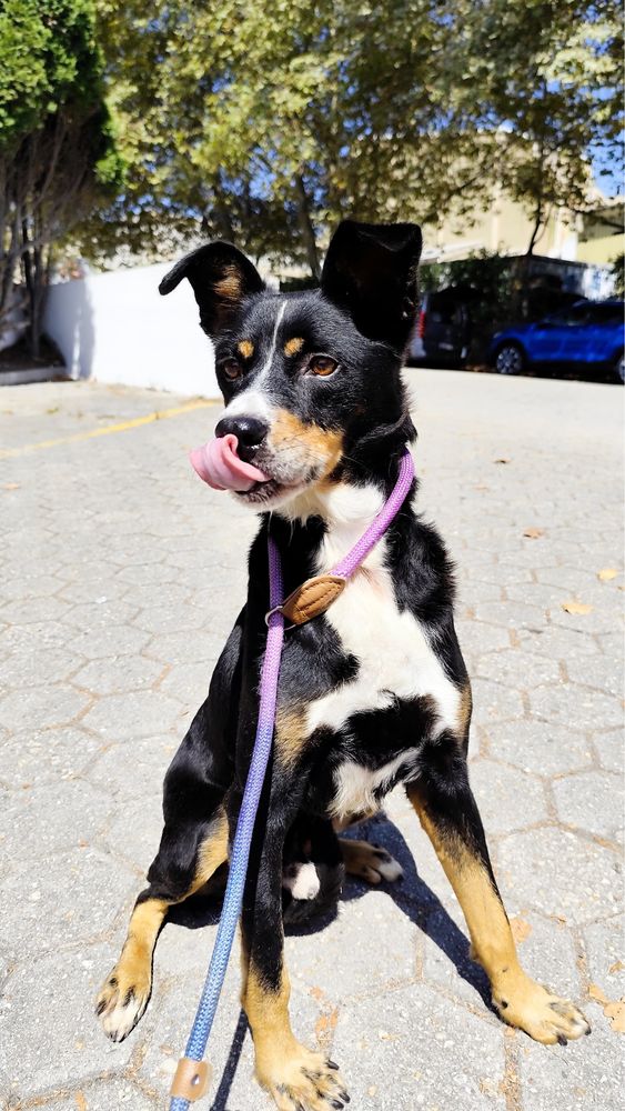 Cãozinho para adoção
