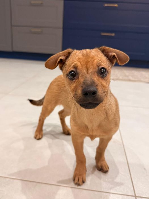 BUŁKA - 3.5 miesięczna sunia do adopcji