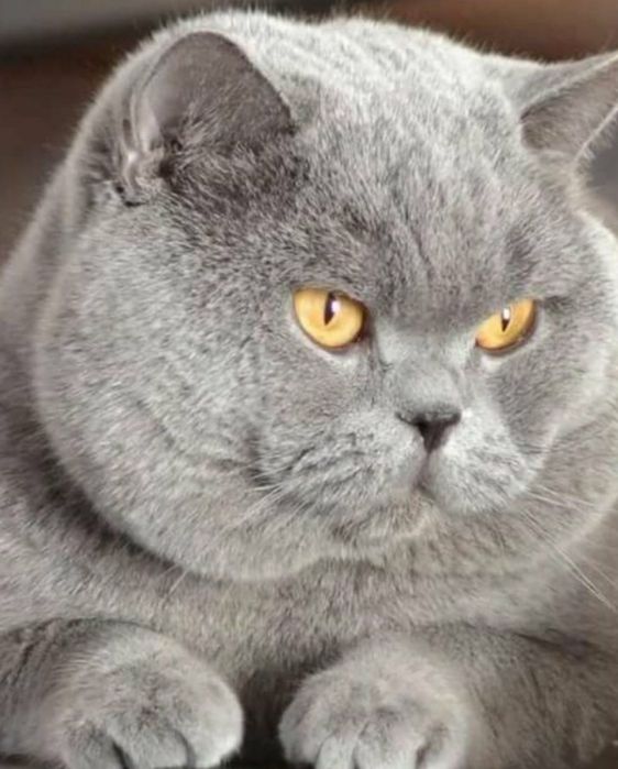 Плюшевые мальчишки с документами, для Вас))