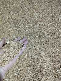 Продам пшеницю фуражну. Урожай 2023