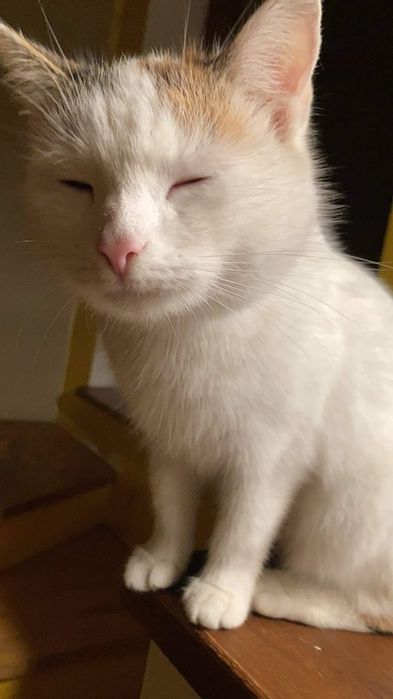 Zaginęła kotka Meliska