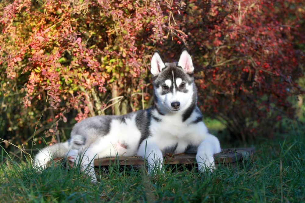 Siberian Husky FCI ZKwP