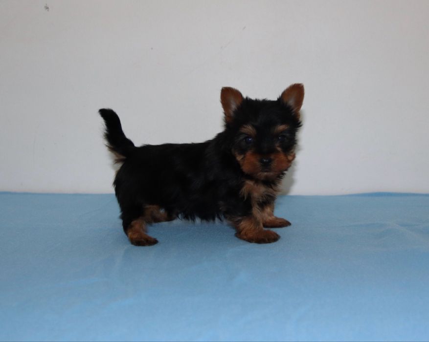 Lindissimo Yorkshire Terrier